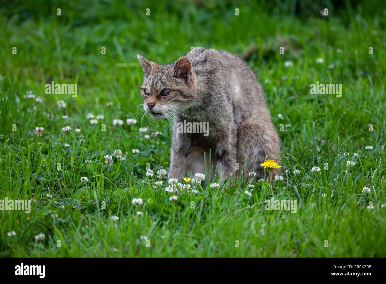 Un prigioniero scozzese Wildcat Felis silvestris silvestris che adotta una posizione aggressiva tra le praterie selvatiche Foto Stock