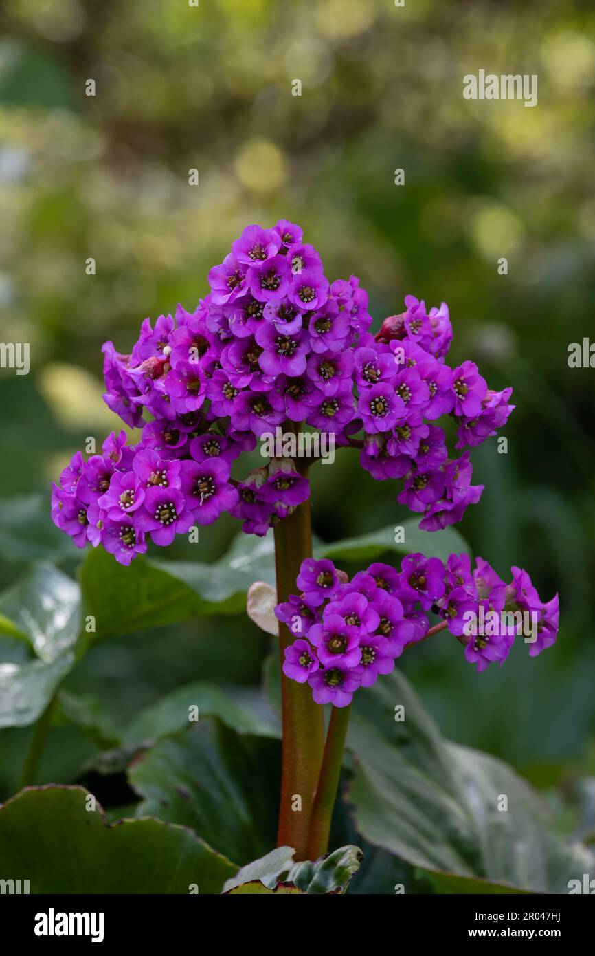 Primo piano di fiori di Bergenia cordifolia 'Purpurea' in un giardino in primavera Foto Stock