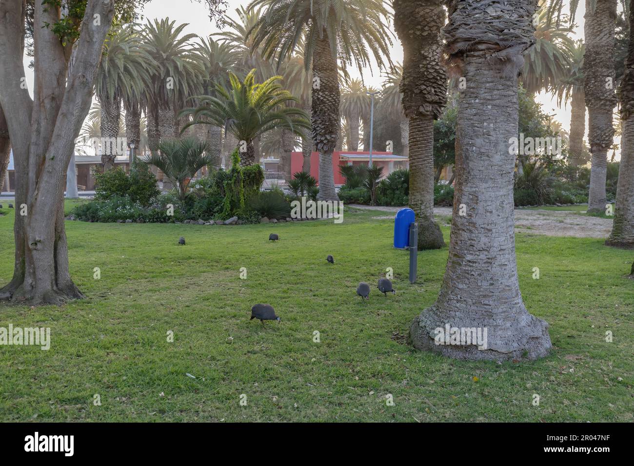 Ghineafowls elmetici in un parco a Swakopmund, Namibia Foto Stock