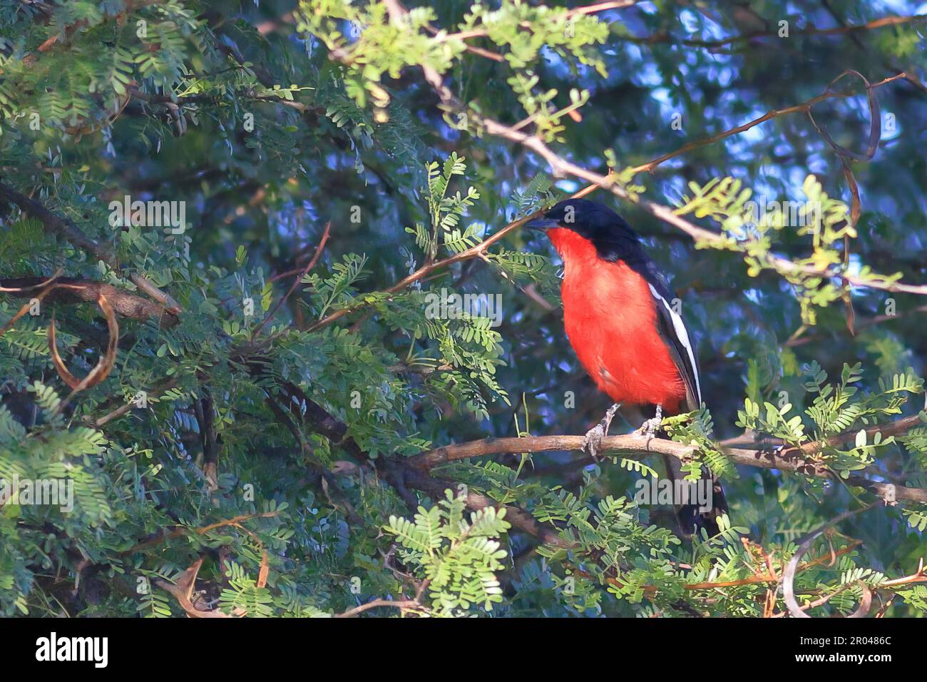 boubou petto di crimson appollaiato in un albero in Namibia Foto Stock
