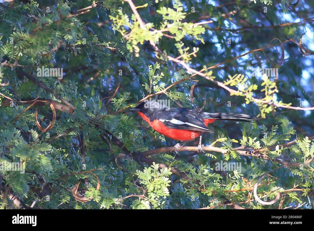 boubou petto di crimson appollaiato in un albero in Namibia Foto Stock