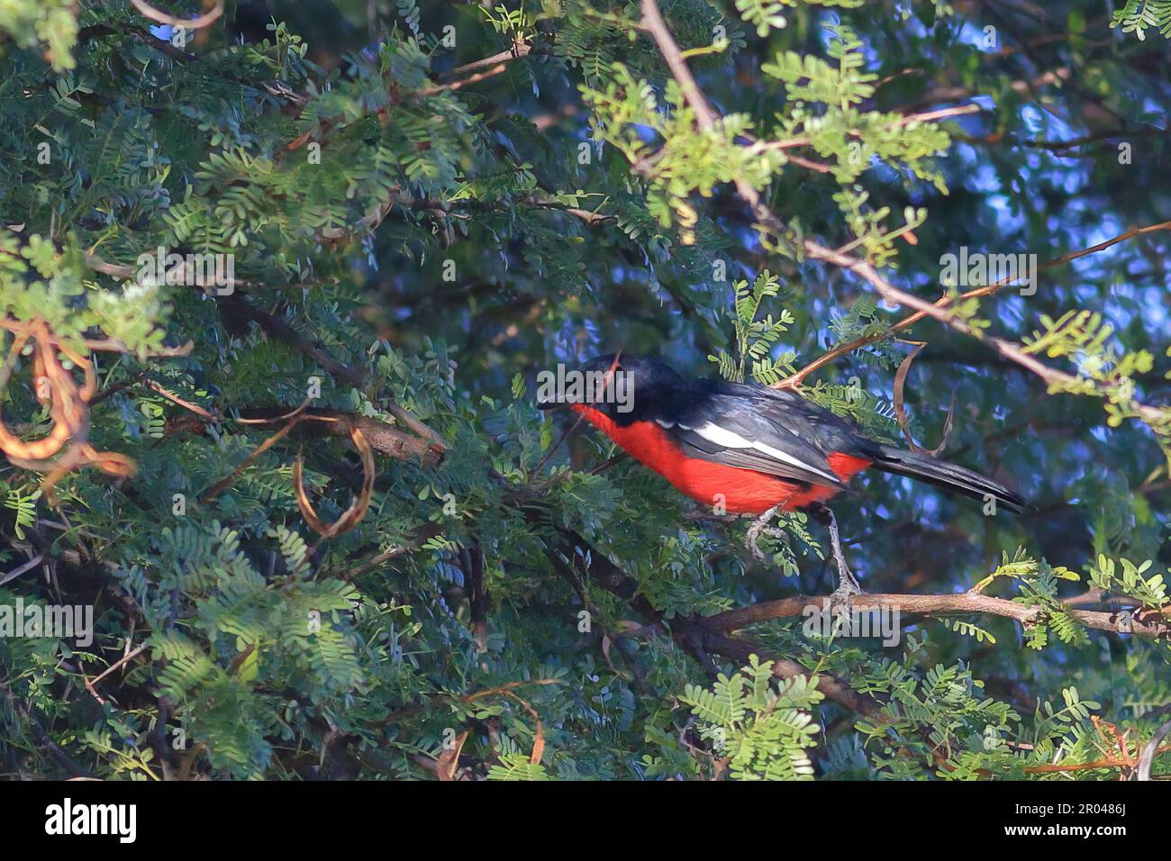 boubou petto di crimson appollaiato in un albero in Namibia Foto Stock