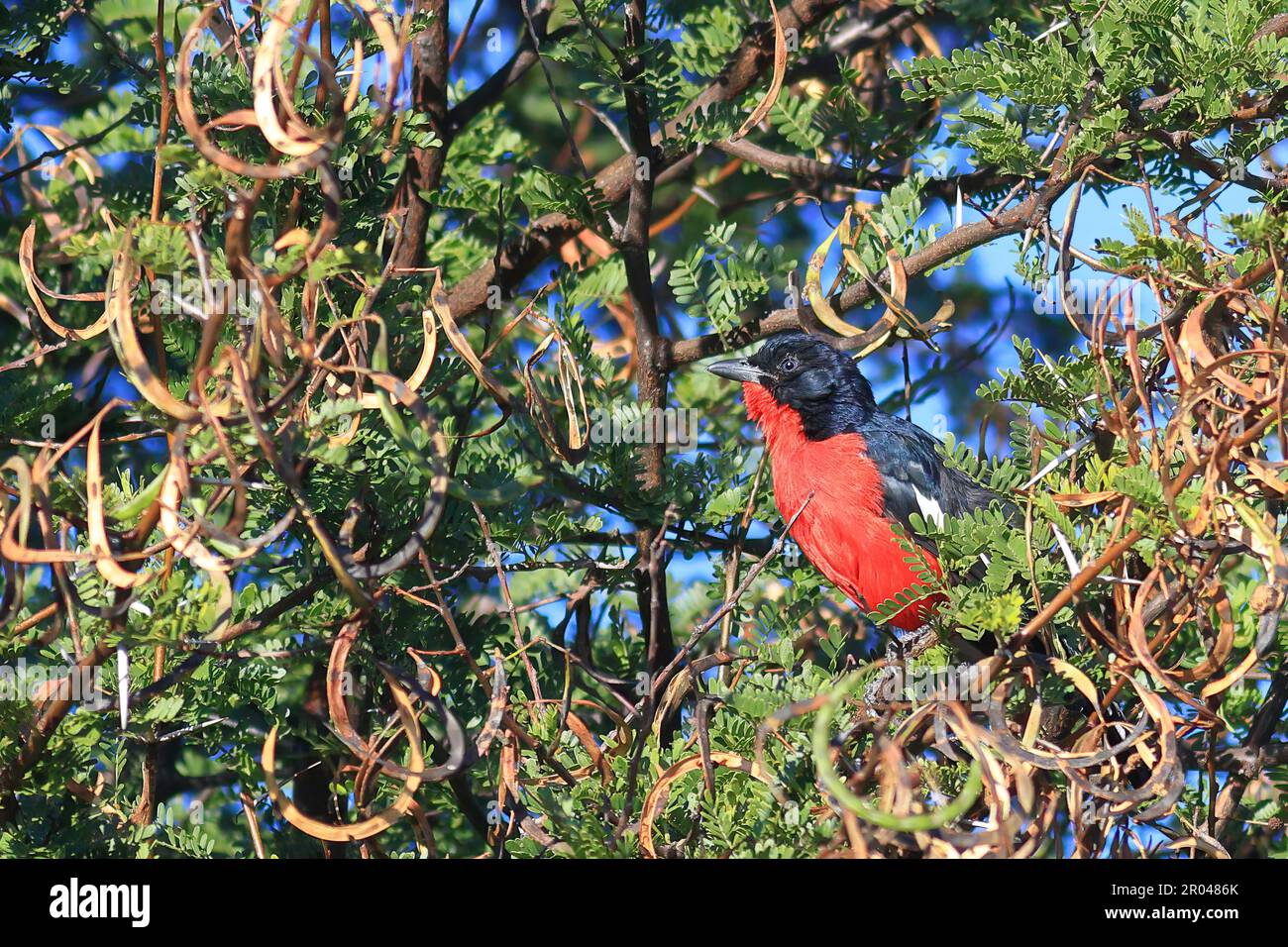 boubou petto di crimson appollaiato in un albero in Namibia Foto Stock