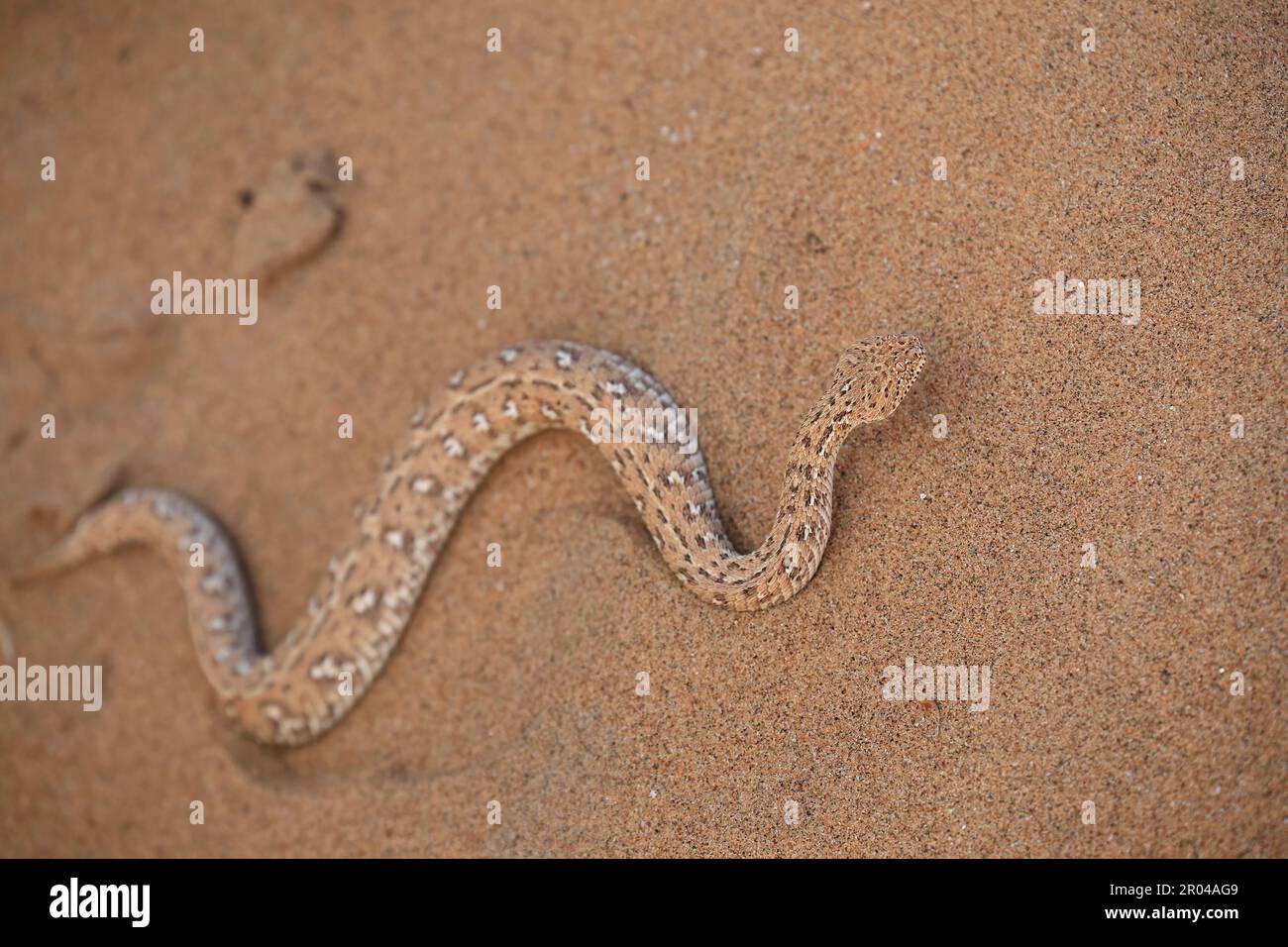 sidewinder serpente scivola nella sabbia, Namib vicino a Swakopmund, Namibia - aprile 2023 Foto Stock