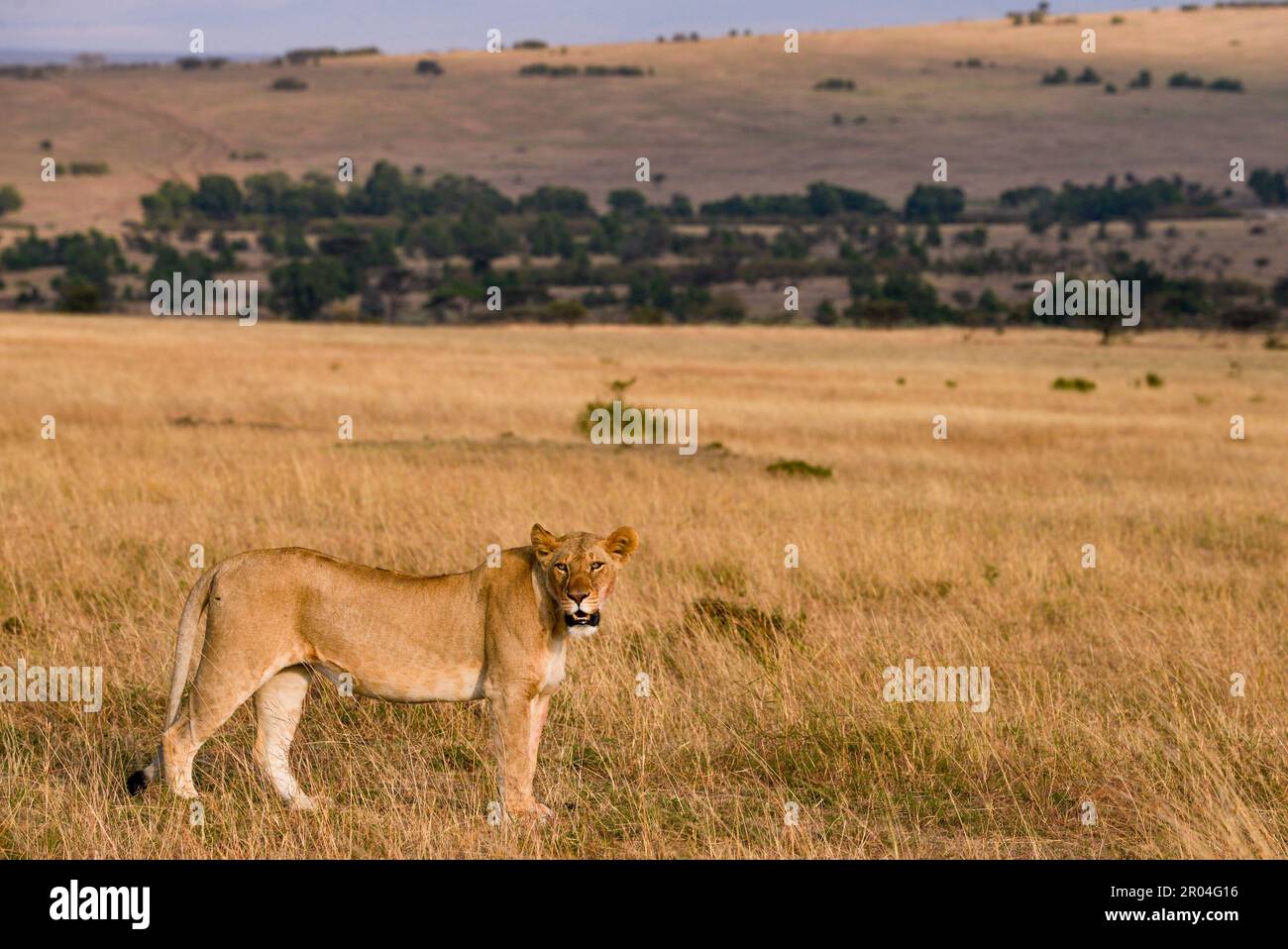 Leoni africani Kenya Africa orientale Foto Stock