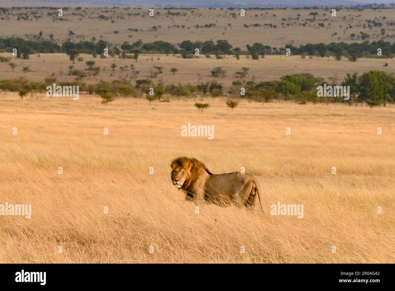 Leoni africani Kenya Africa orientale Foto Stock