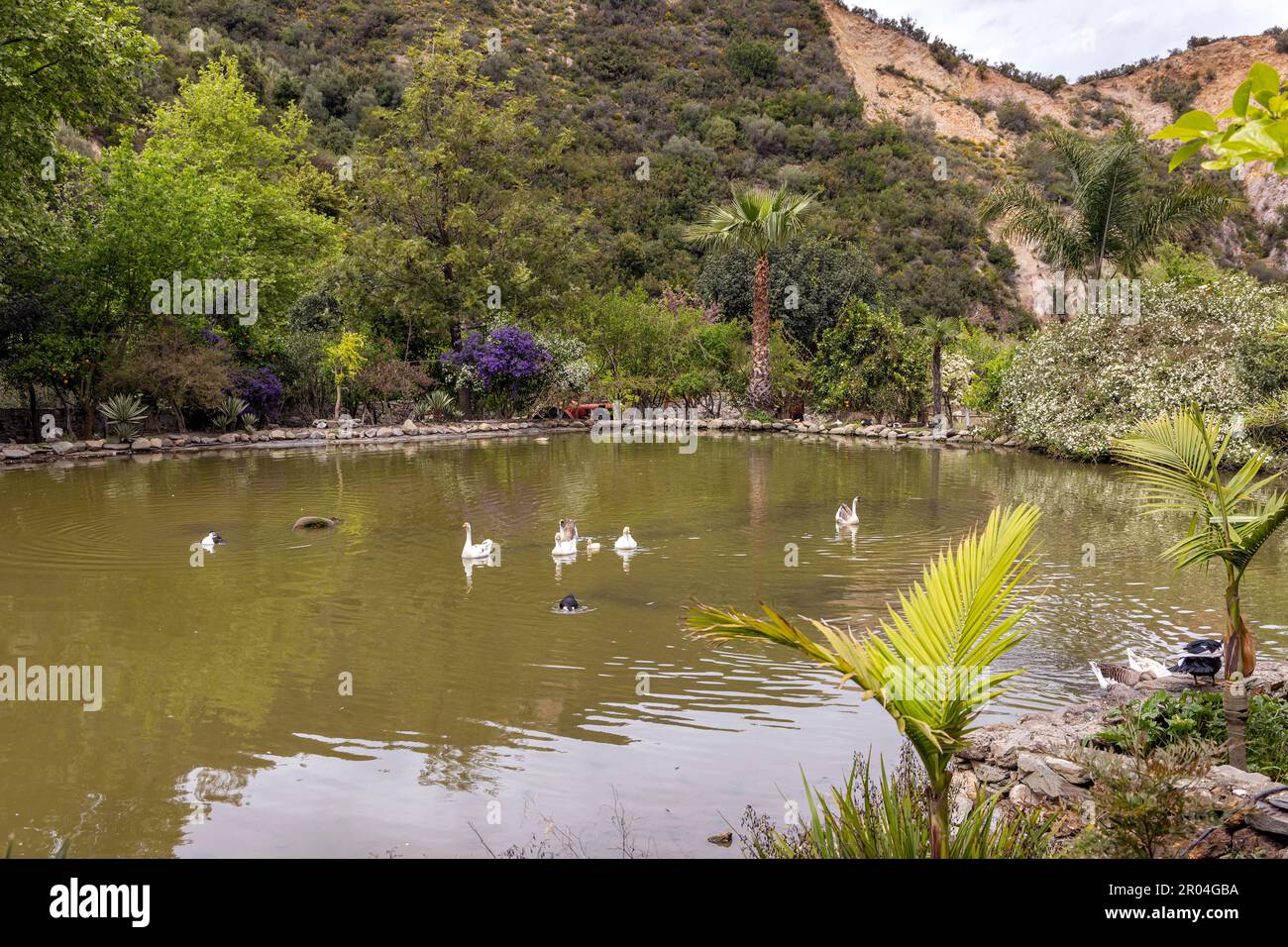 Piccolo lago al Parco Botanico e Giardini, Fournes, Creta, Grecia Foto Stock