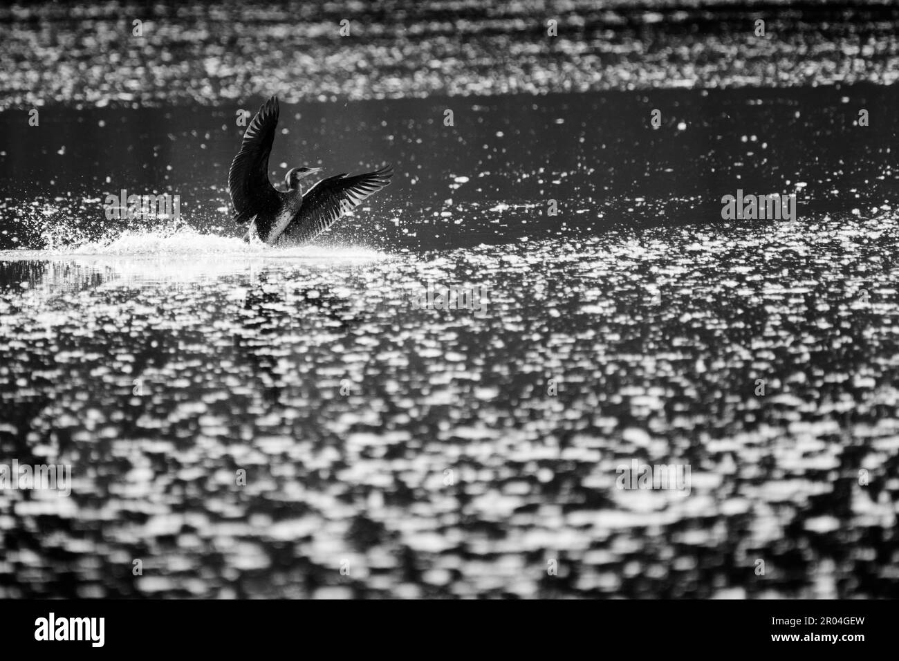 L'uccello cormorano atterra sull'acqua Foto Stock