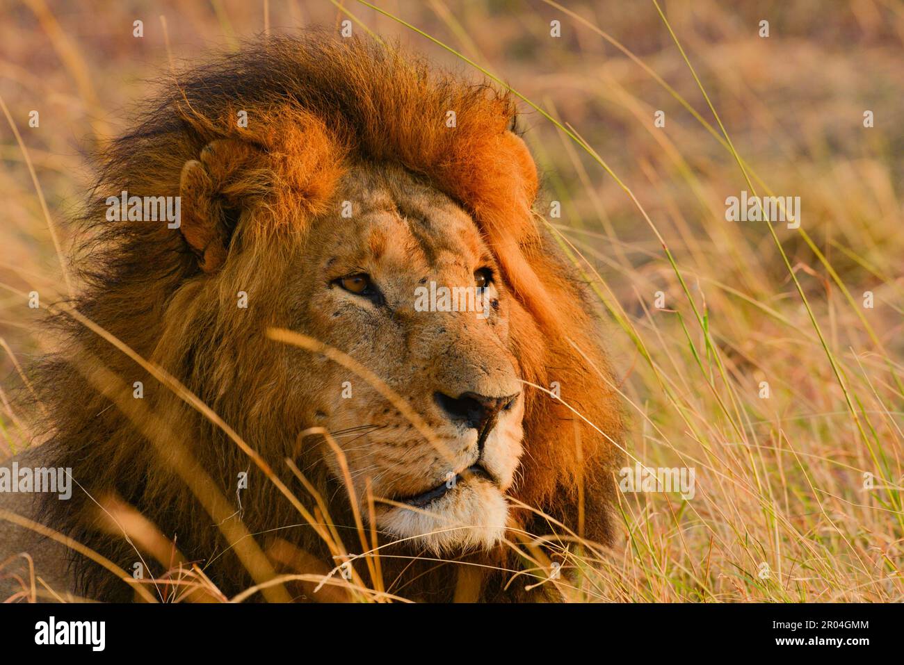 Leoni africani Kenya Africa orientale Foto Stock