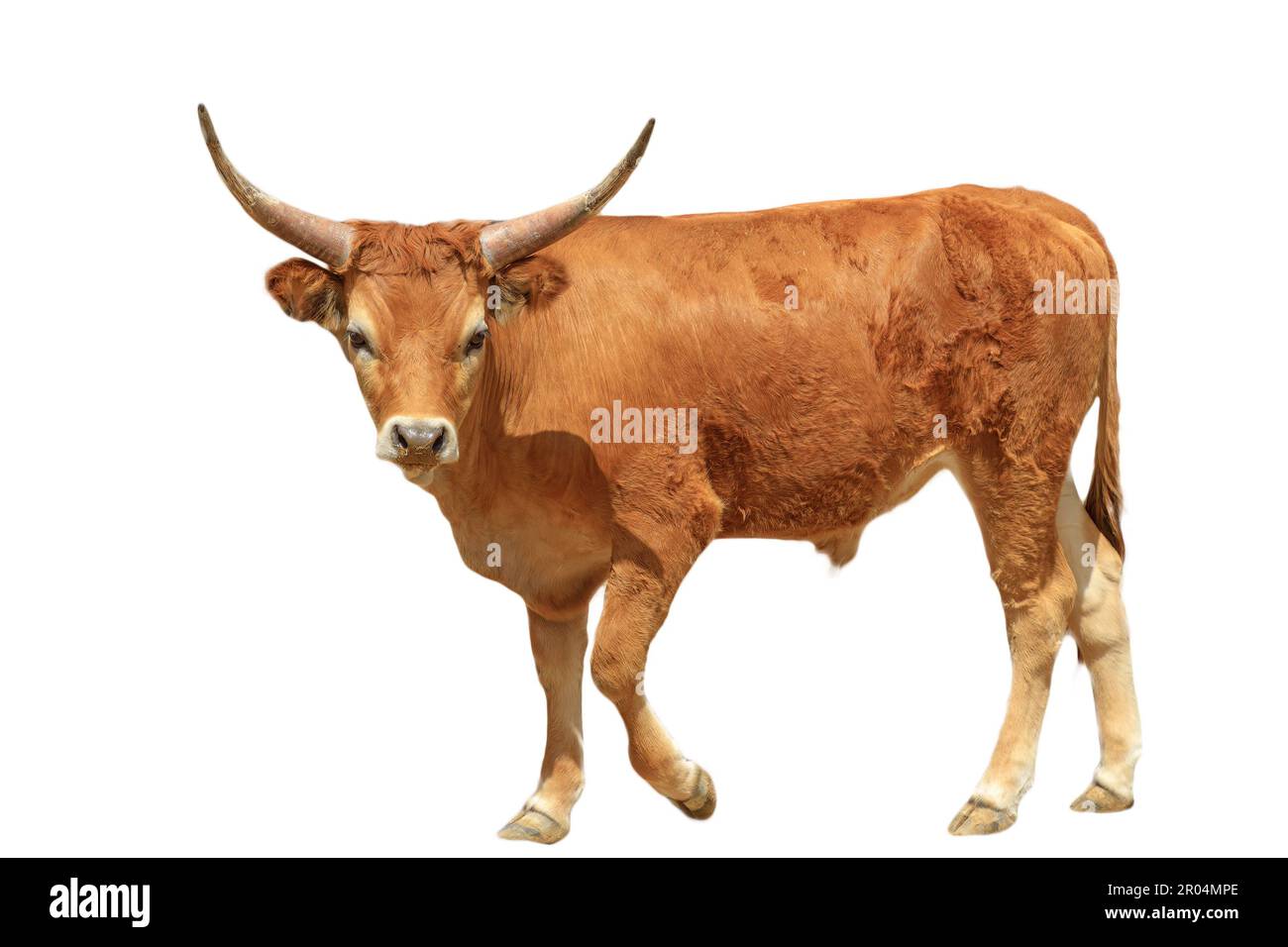 I bovini da carne di Longhorns sono un simbolo dell'ovest selvaggio e una parte importante dell'industria americana della carne bovina. Mucca di Longhorn isolata su sfondo bianco. Foto Stock