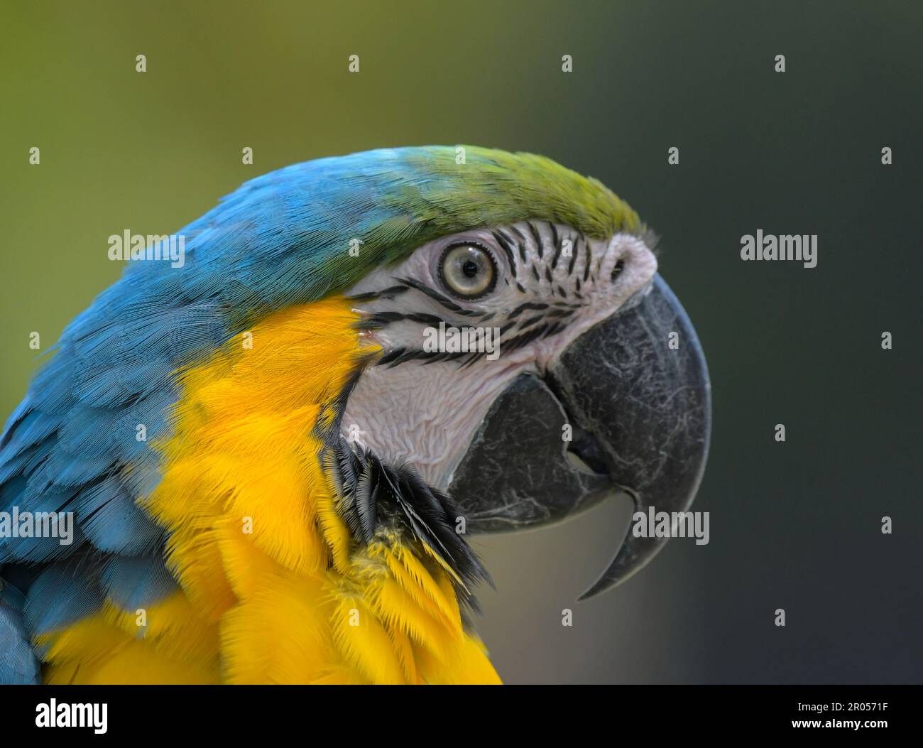 Macaw blu e giallo (Ara arauna) un uccello esotico in zoo Foto Stock