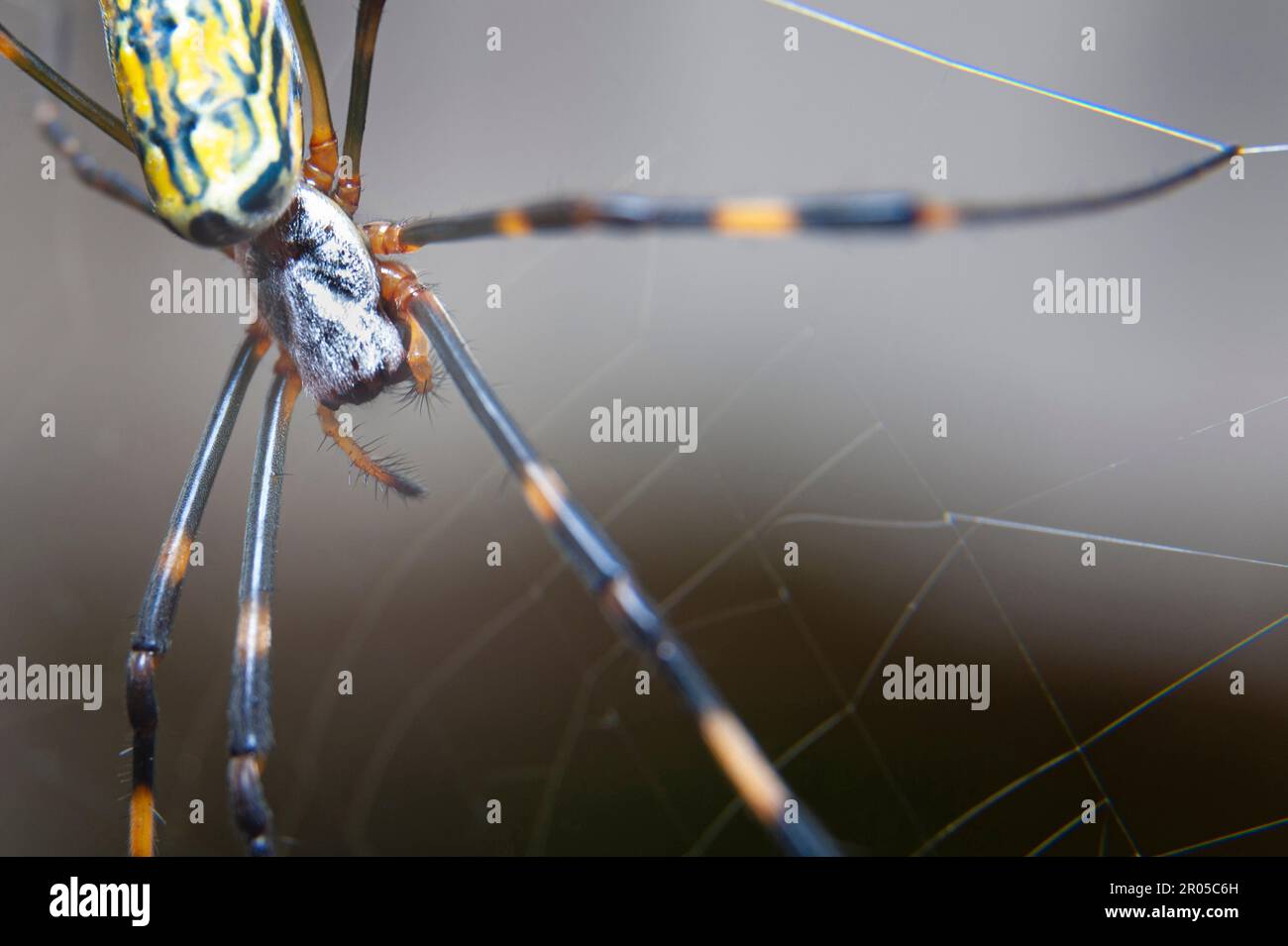 Bellissimo primo piano del ragno Nephila clavata noto in Giappone come Joro gumo isolato su sfondo grigio. Foto Stock