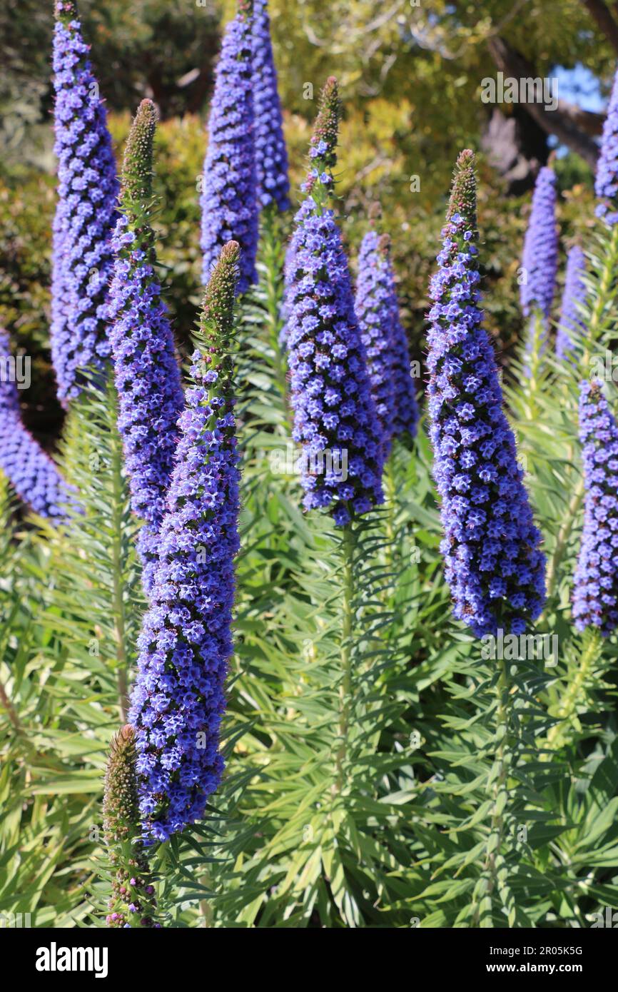 Lunghe lance di fiori di verde viola brillante fioriscono in tarda primavera, California. Foto Stock