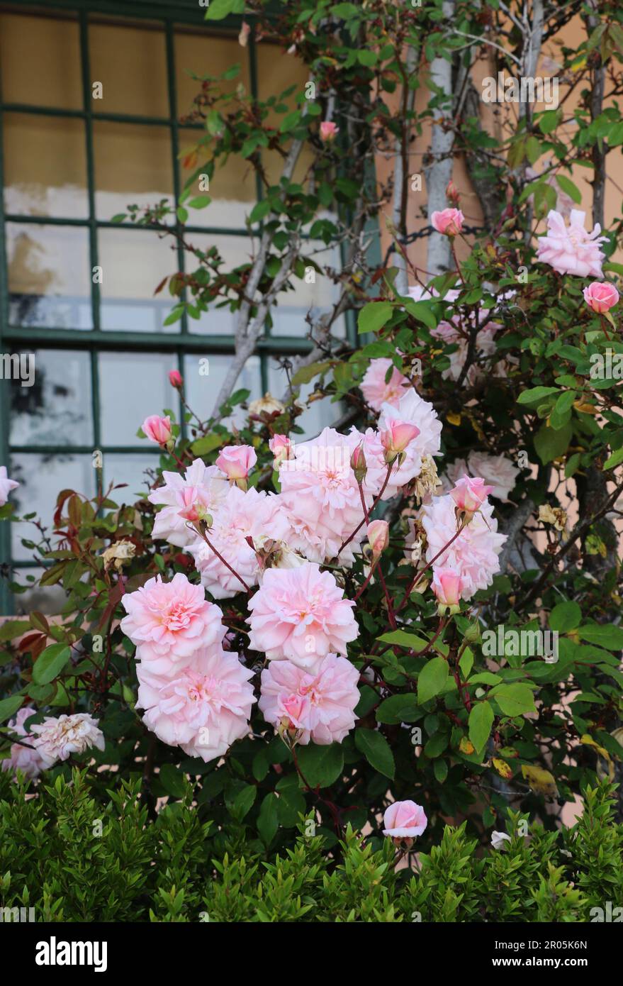 Le delicate rose rosa montano una finestra di un edificio storico, Monterey, California. Foto Stock