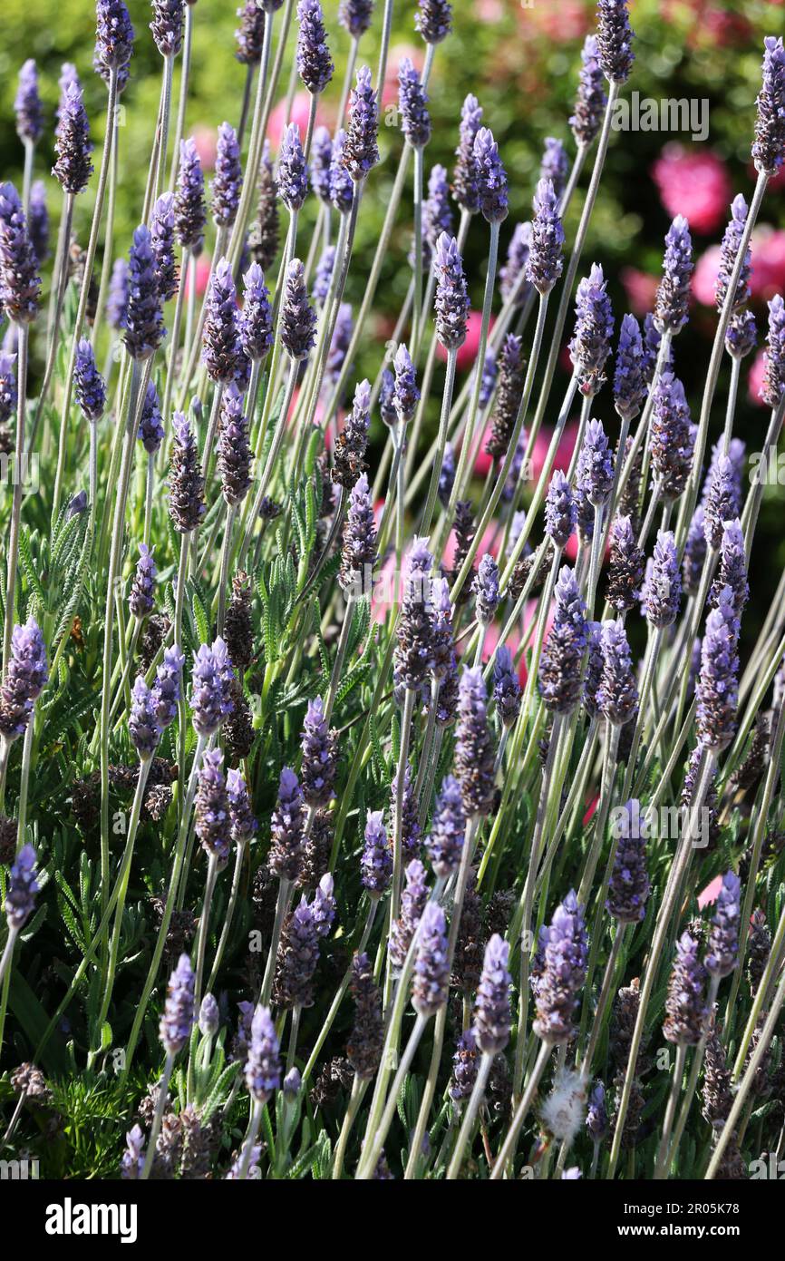 Alte lance di brillante lavanda viola che fioriscono in tarda primavera, California. Foto Stock