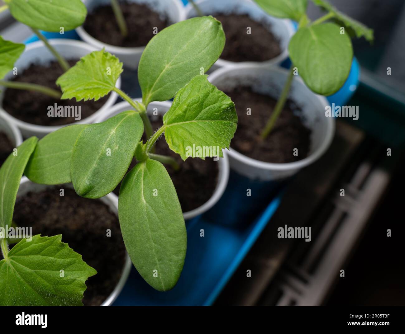 Piantine di cetrioli in tazze mentre crescono sul davanzale Foto Stock