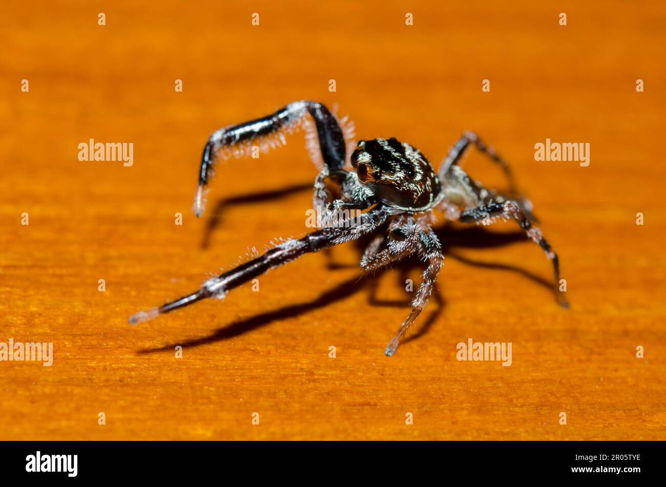 Jumping Spider, Bavia sexpunctata, Klungkung, Bali, Indonesia Foto Stock