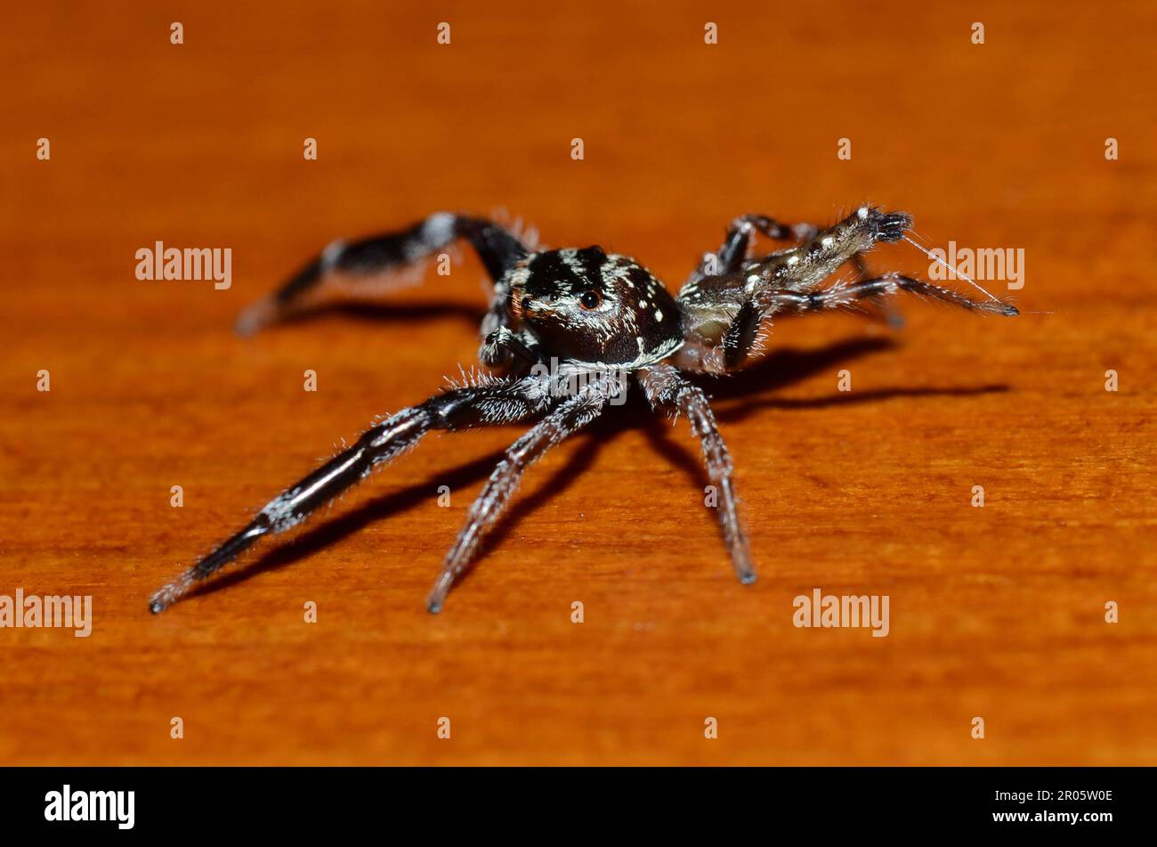 Jumping Spider, Bavia sexpunctata, Klungkung, Bali, Indonesia Foto Stock