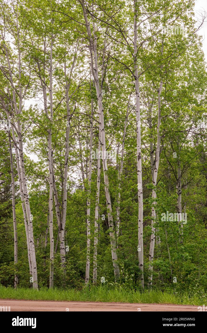 Un gruppo di sottili alberi bianchi di Aspen in primavera nella contea di Okanogan, stato di Washington, Stati Uniti. Foto Stock