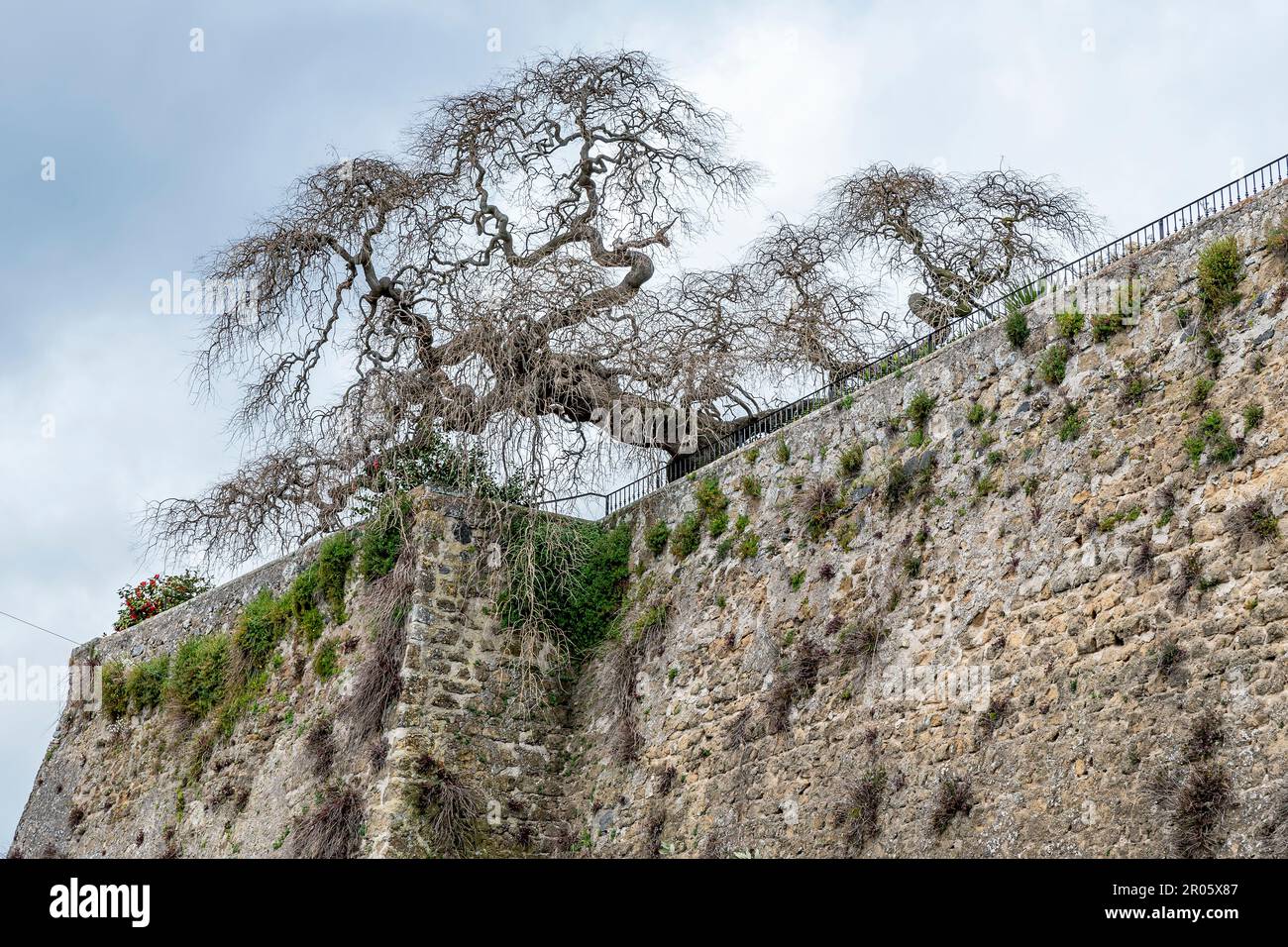 Un vecchio albero con molti rami secchi ha un tronco pericolosamente inclinato sulla sommità della fortezza Farnese di Capodimonte, Viterbo, Italia Foto Stock