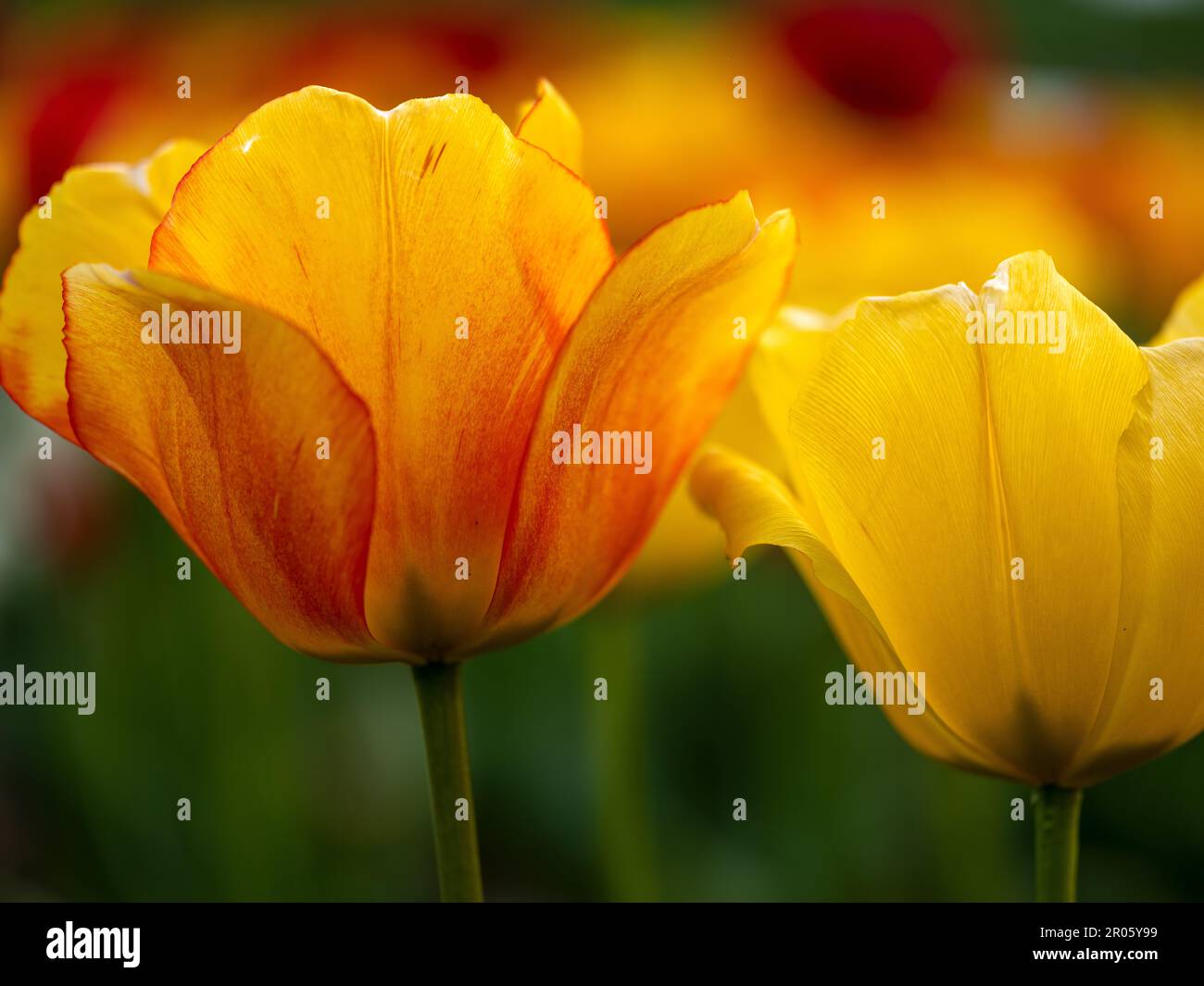 Campo di tulipani in rosso, giallo, rosa e bianco in una soleggiata giornata primaverile Foto Stock