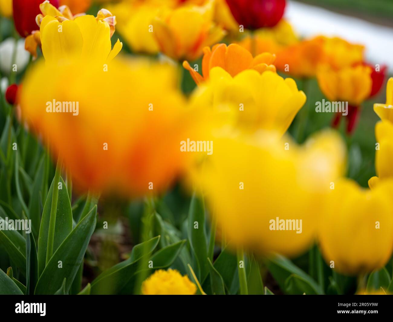 Campo di tulipani in rosso, giallo, rosa e bianco in una soleggiata giornata primaverile Foto Stock