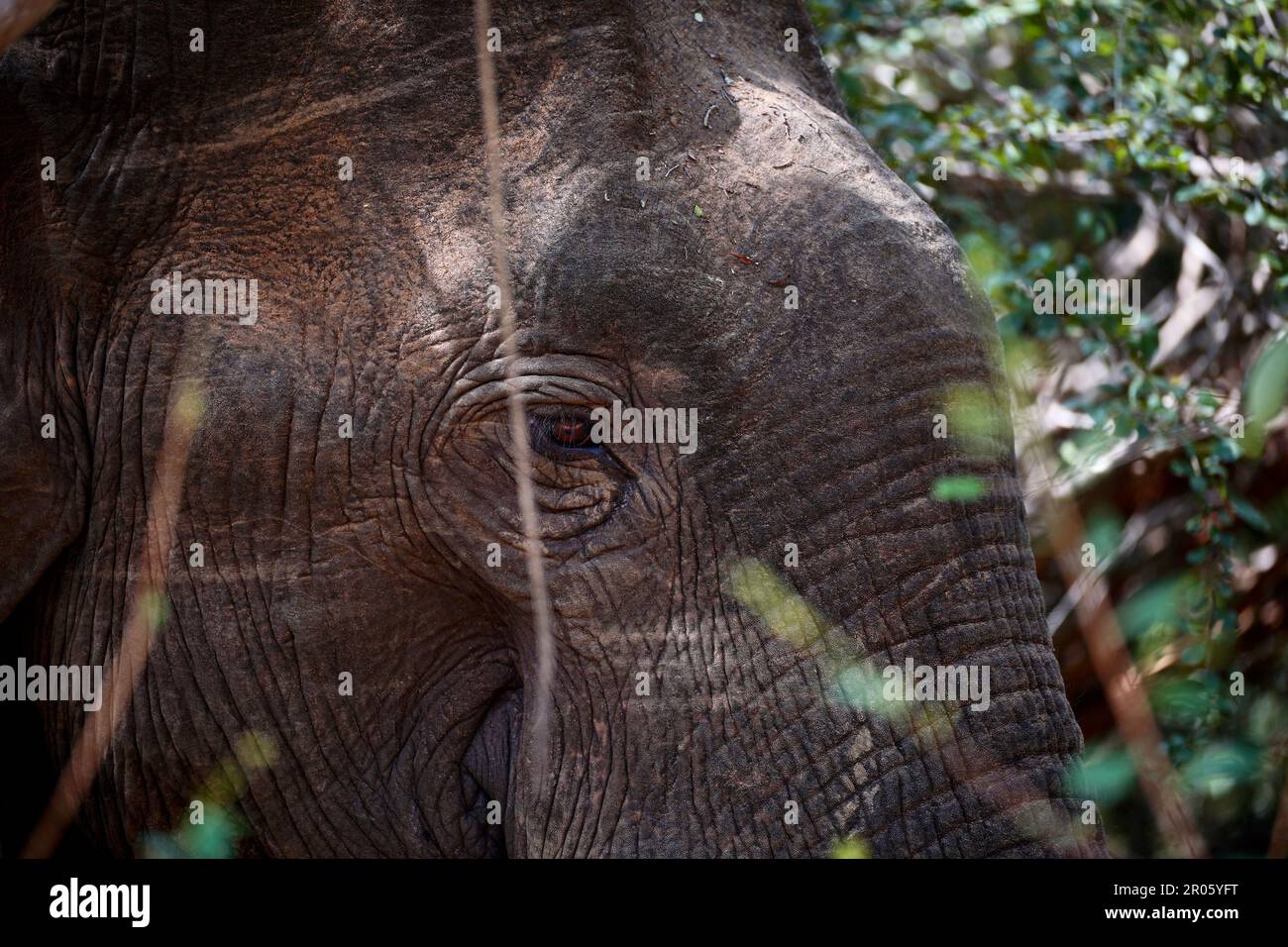 Un giovane elefante che si nasconde nella giungla dello Sri Lanka Foto Stock