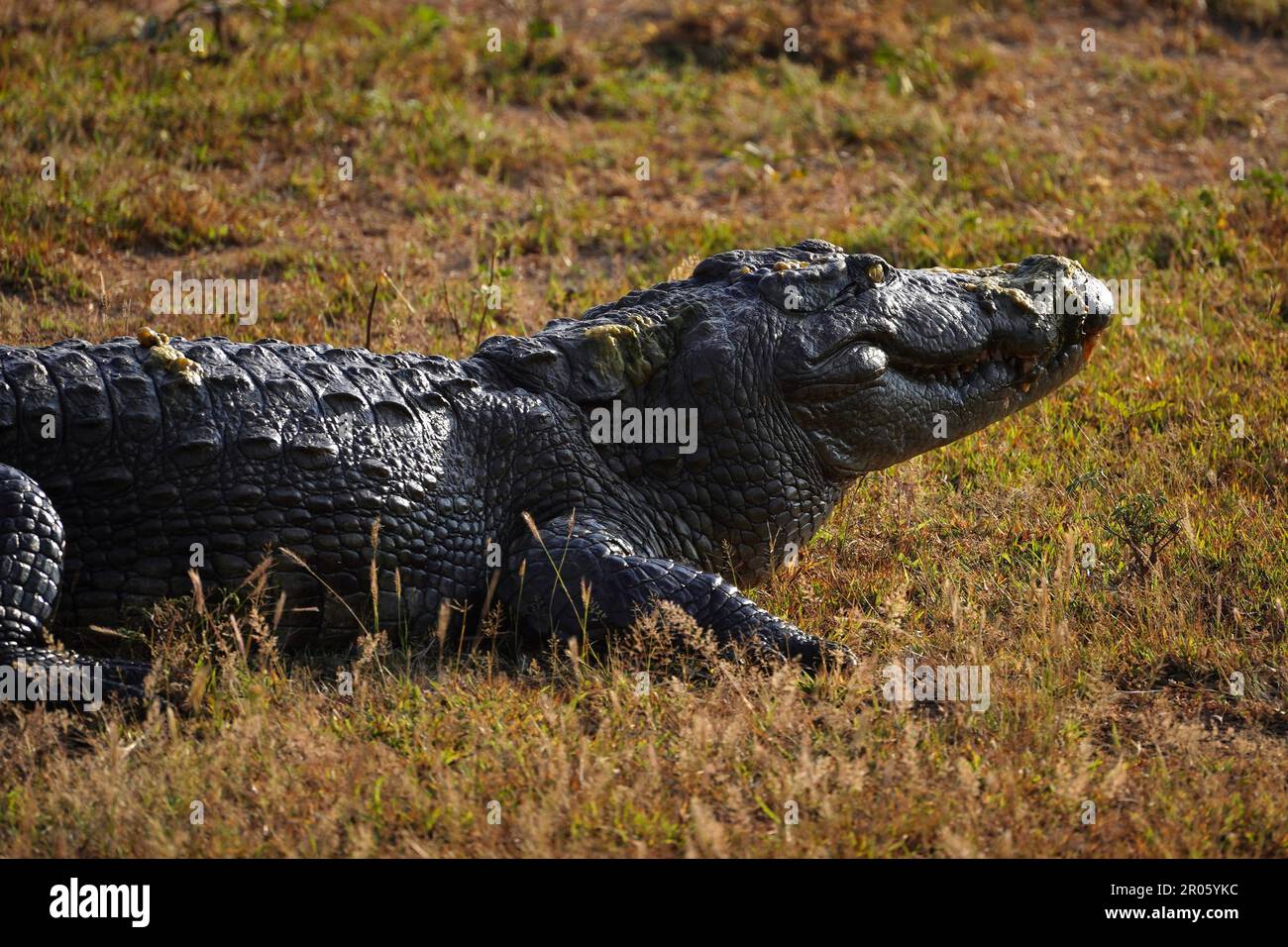 Grande coccodrillo prendere il sole in Sri Lanka Foto Stock