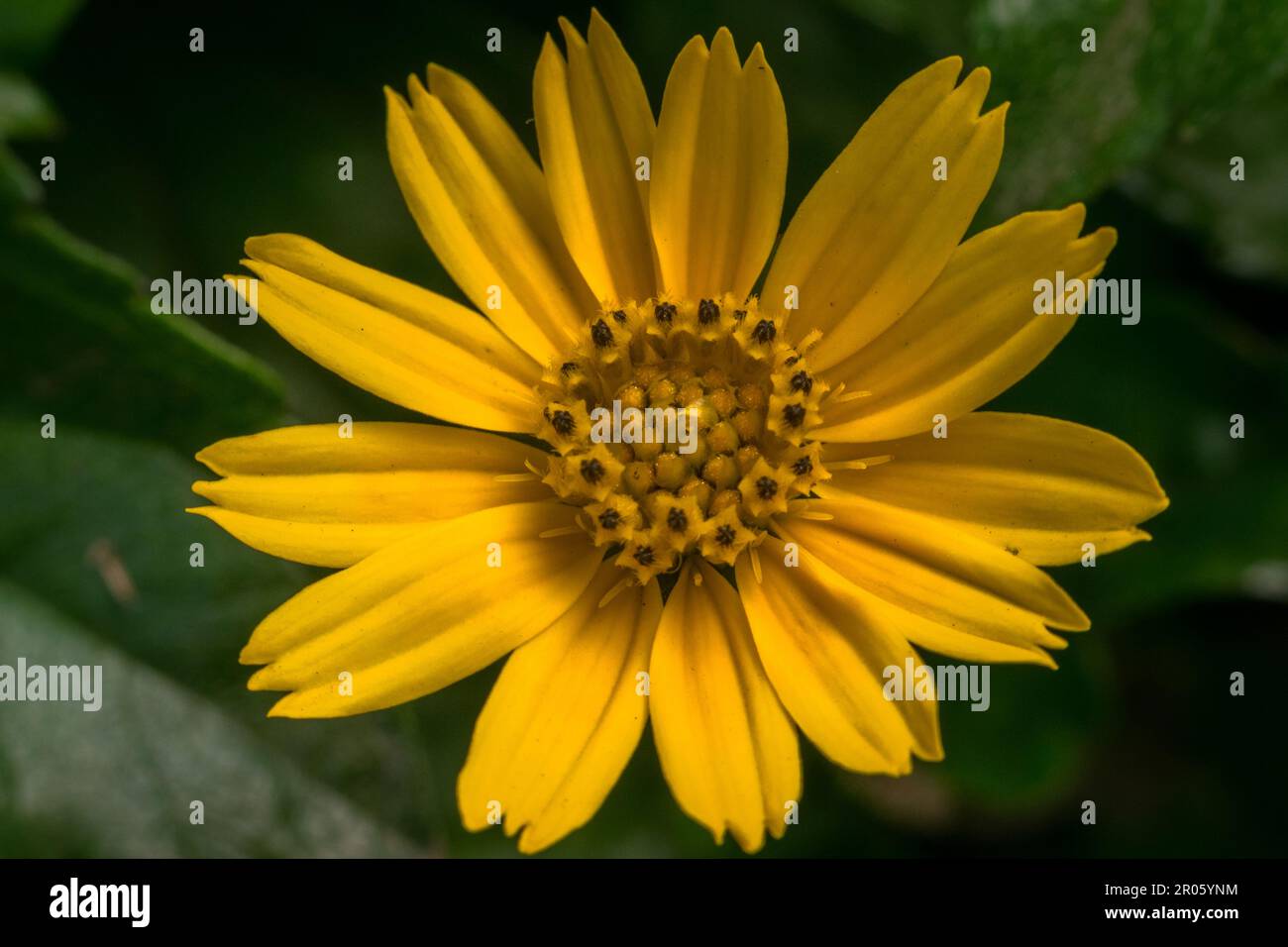 Primo piano macro shot di un fiore giallo brillante chiamato Singapore Daisy o punti gialli o Wedelia trovato in un giardino a Mumbai, India Foto Stock