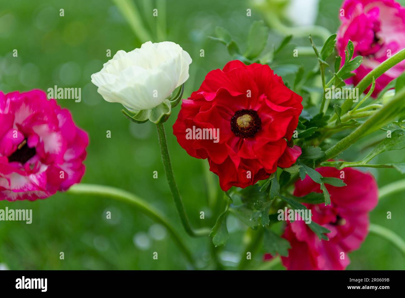 Bouquet di belle coppe singole persiane, Ranunculus asiaticus. Fiori primaverili. Fiori di Ranunculus. Foto Stock