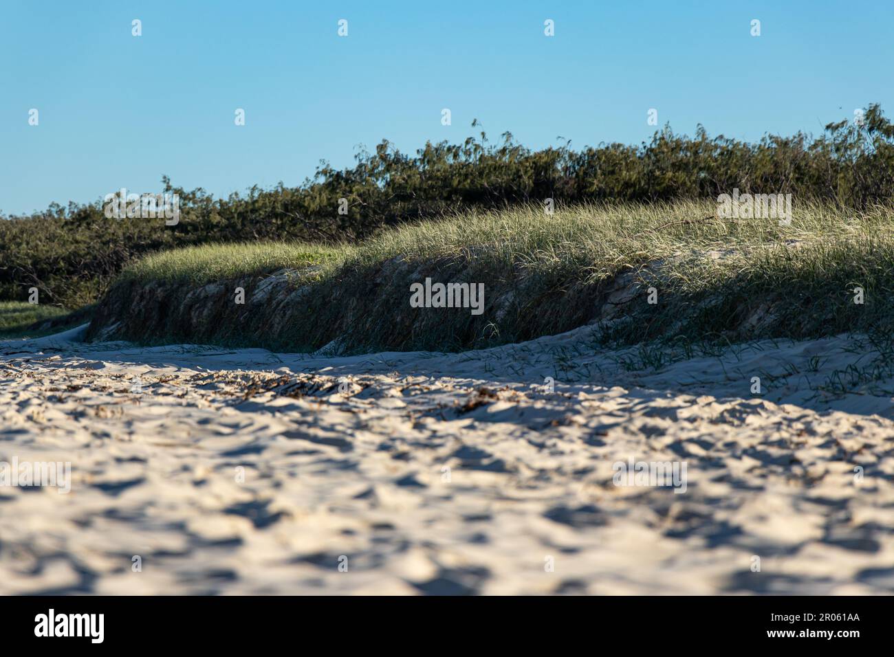 Spiaggia e dune di sabbia erbose nel pomeriggio sulla spiaggia di Moreton Island, Queensland Australiaa Foto Stock