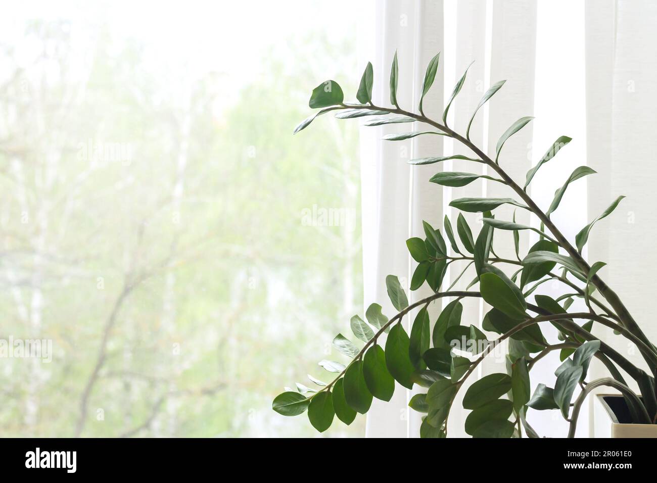 Mattina sfondo primavera, verde zamioculcas pianta rami da finestra e tenda Foto Stock