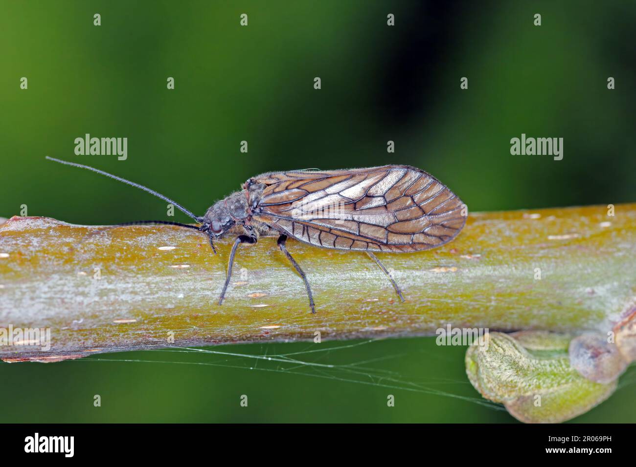 Alderfly (Sialis lutaria) Megaloptera, Famiglia Sialidae. Un insetto adulto alato su un ramo di salice. Foto Stock