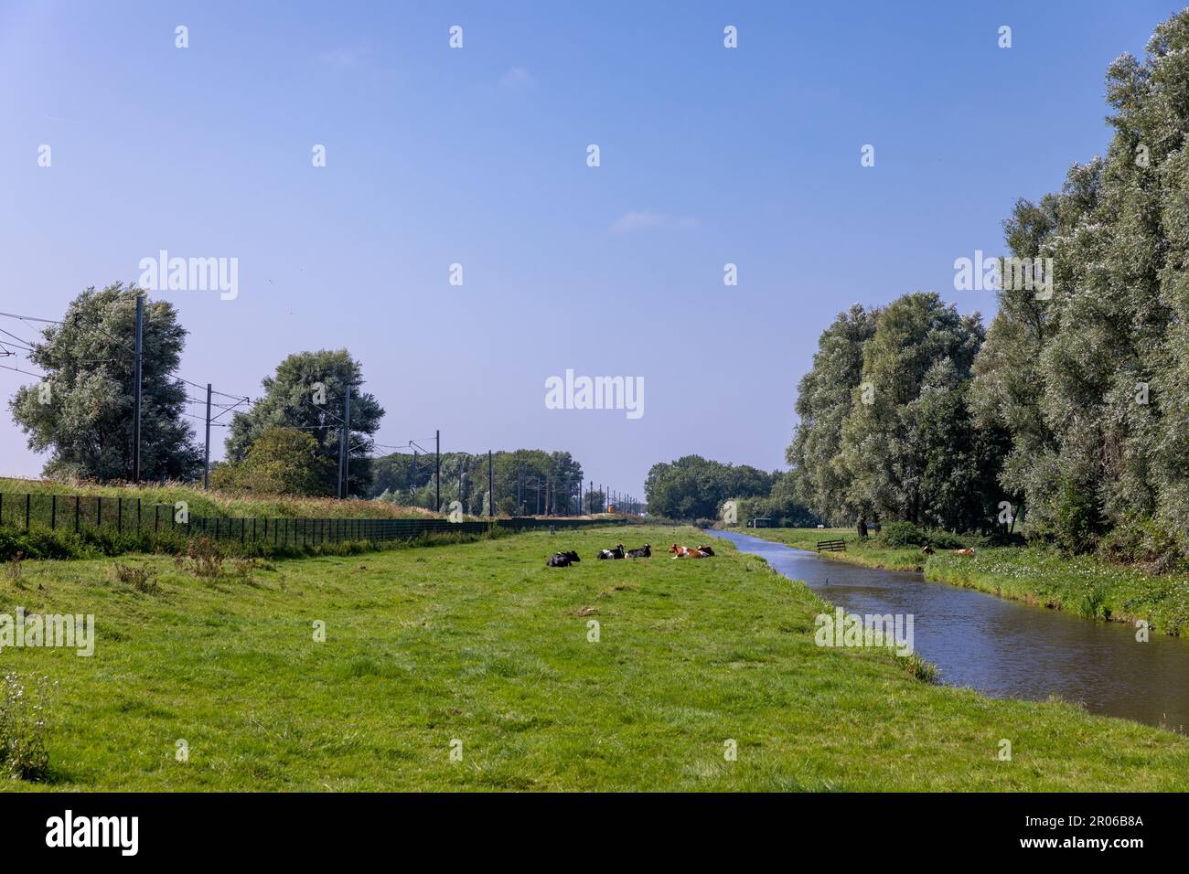 I bovini si trovano rilassati in un prato vicino a una linea ferroviaria nel villaggio di Sassenheim, nei Paesi Bassi, nel sud dell'Olanda. In una giornata blu limpida. Foto Stock