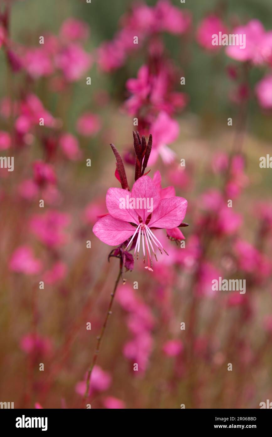 Particolare della stellite di fiori di Gaura su sfondo verde non focalizzato. Parti di fiori, rosa, verde, dettaglio, foto macro, Enotera lindheimeri Foto Stock