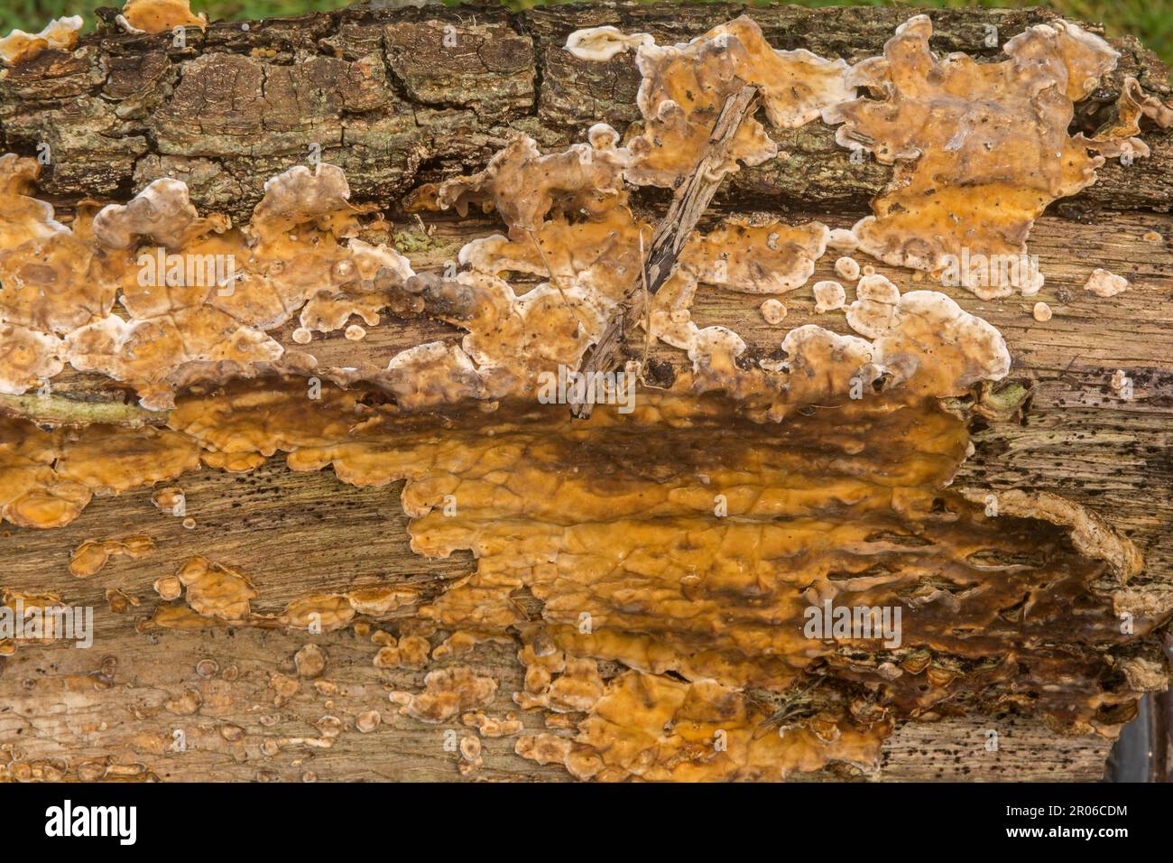 Crescita di funghi su legno vecchio decomporsi Foto Stock
