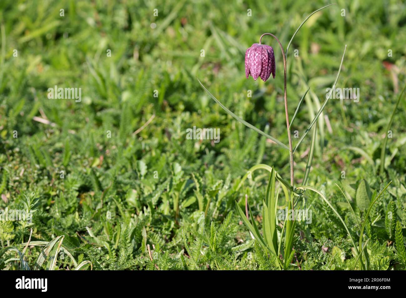 Testa di serpente fritillaria meleagris, campana rosa viola annuente a forma di fiore pendente con segni scuri a scacchi dal gambo sottile Foto Stock