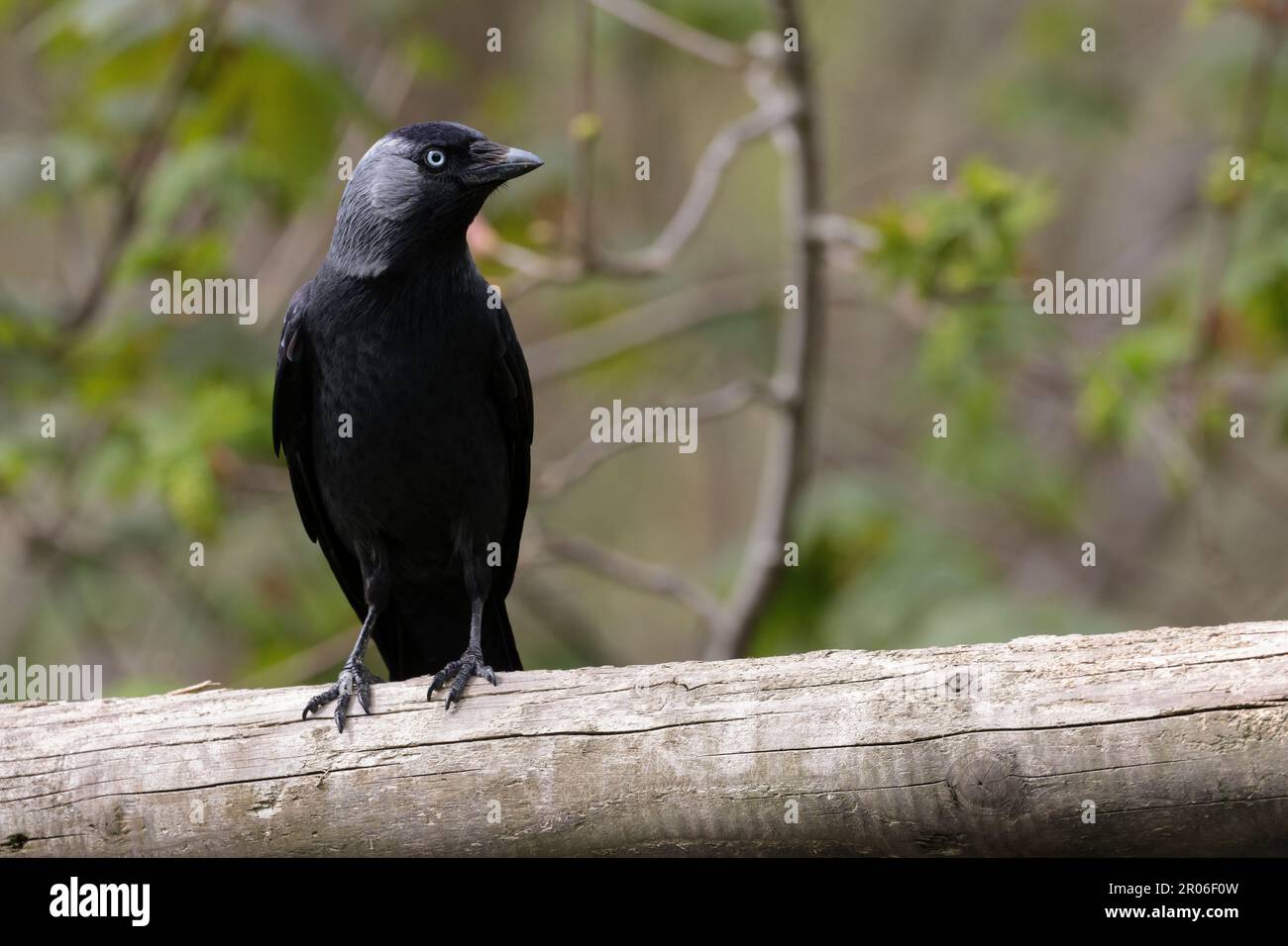 Jackdaw corvus monidula grigio scuro piumaggio grigio pallido nuca e occhi pallidi con becco grigio arroccato su spazio copia di log su sfondo morbido fine primavera Foto Stock