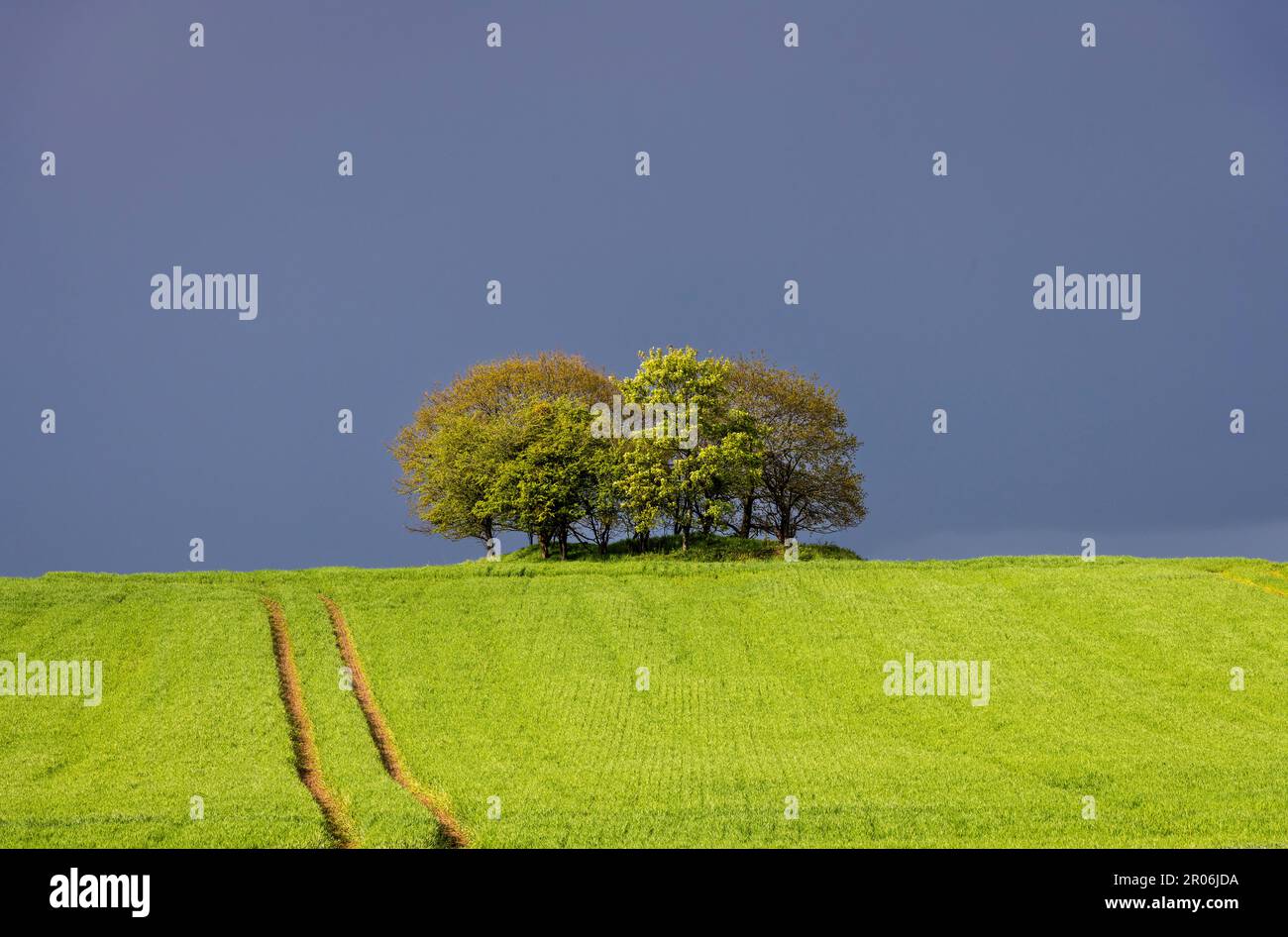 Un cielo scuro e tempestoso dietro un gruppo di alberi illuminati da forte luce solare - tipico clima primaverile in Gran Bretagna Foto Stock