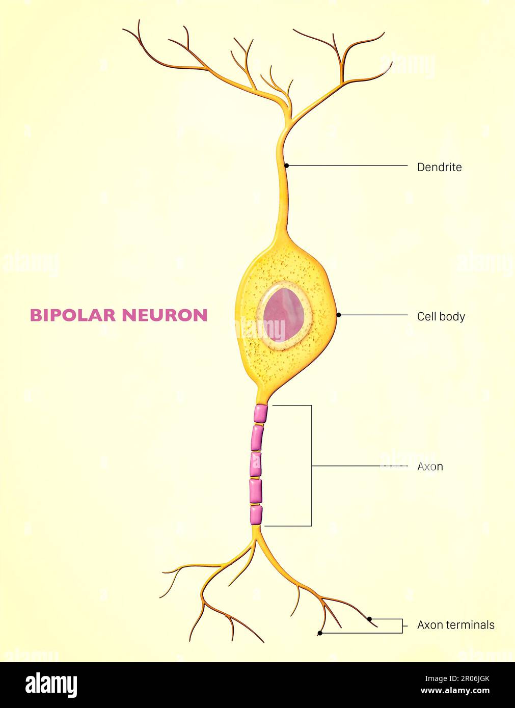 Un neurone bipolare, o cellula bipolare, è un tipo di neurone che ha due estensioni (un assone e un dendrite). Molte cellule bipolari sono sensoriali specializzate Foto Stock