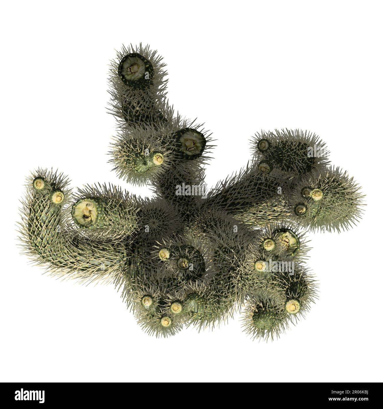 Pianta isolata su sfondo bianco vista dall'alto - pianta di Cholla Cactus Foto Stock