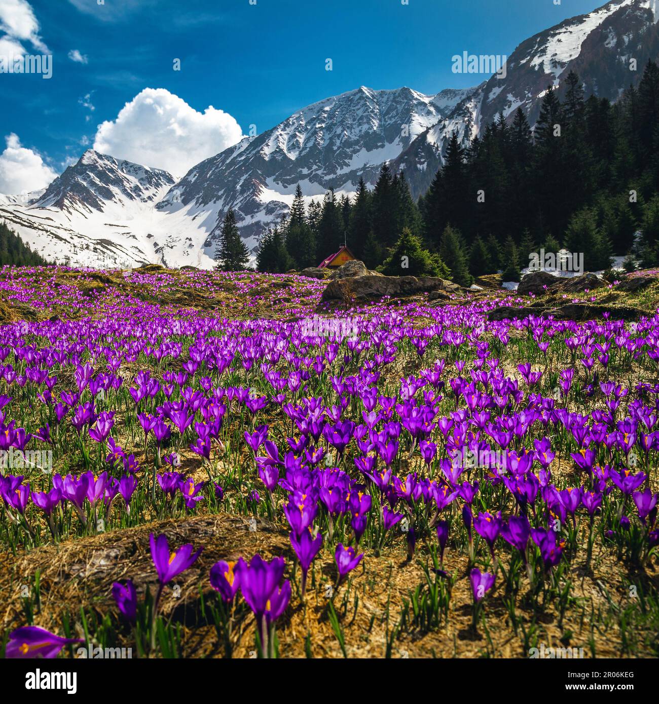 Splendido paesaggio primaverile, pendio di montagna fiorito con fiori di coccio viola e montagne innevate, Fagaras montagne, Carpazi, Transilvan Foto Stock