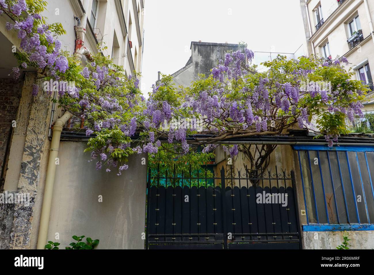 Piante lussureggianti, la Cité du Figuier, strada nascosta nel 11th ° arrondissement, noto come luogo in cui i lavoratori del metallo hanno avuto negozi durante il 19th ° secolo, Parigi. Foto Stock