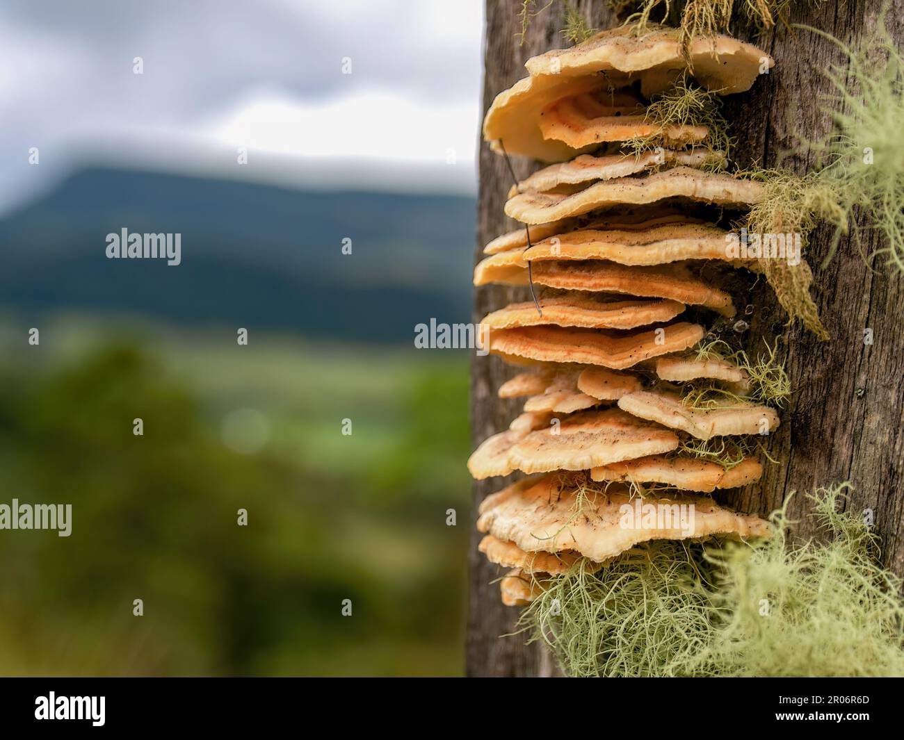 Macro fotografia di alcune specie di trametes fungino patogeno pianta, che cresce in un vecchio recinto posto circondato da lichen, catturato in una fattoria vicino al to Foto Stock