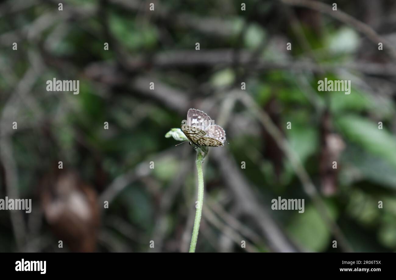 Una farfalla blu Plumbago (Leptotes Plinius) che apre le sue ali mentre è appollaiata su un'estremità di punta di un gambo di vite Foto Stock