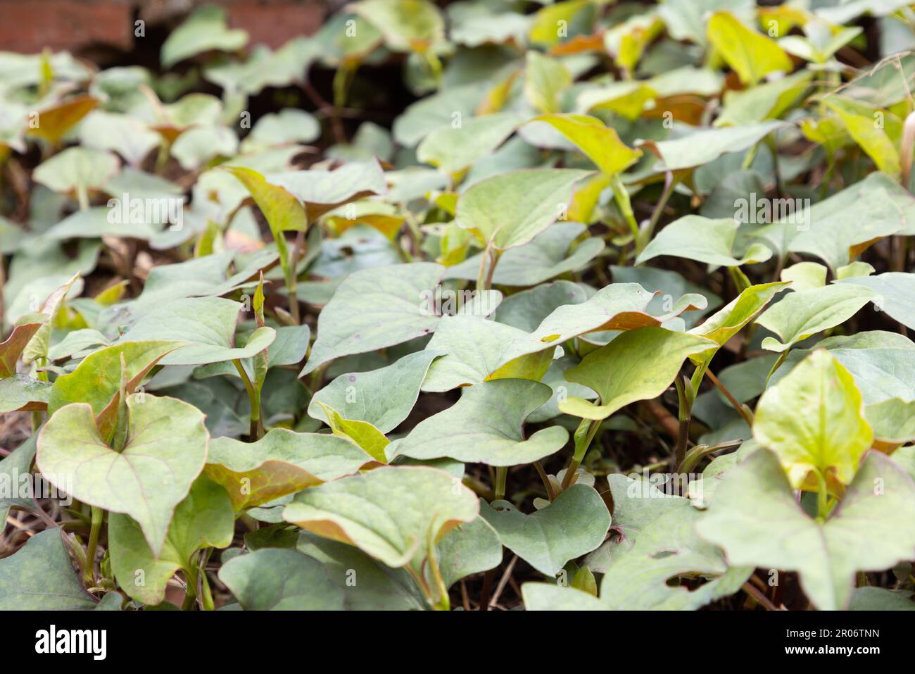 Houttuynia cordata, o menta di pesce, foglia di pesce, pianta arcobaleno, pianta di camaleonte, La foglia di cuore, l'erba di pesce, o coda di lucertola cinese, è una delle due specie in t Foto Stock