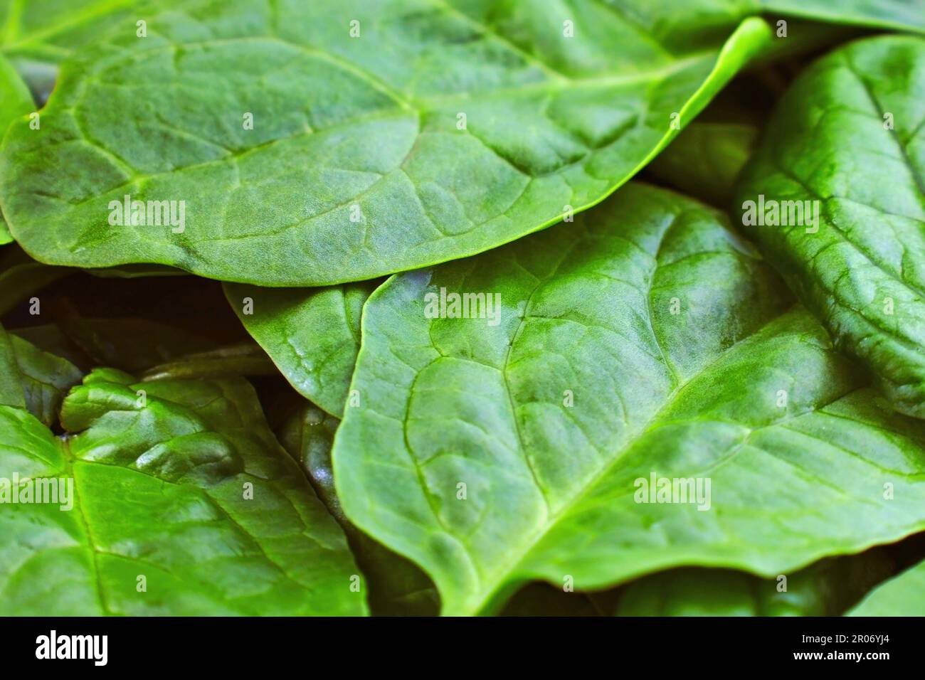 Foglie di spinaci verdi fresche si avvicinano come sfondo alimentare. Foto Stock