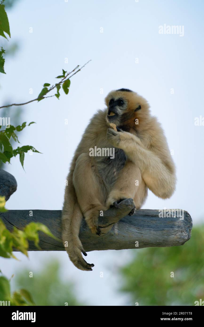 Un primo piano di una scimmia bianca seduta su un ramo che mangia una delizia Foto Stock