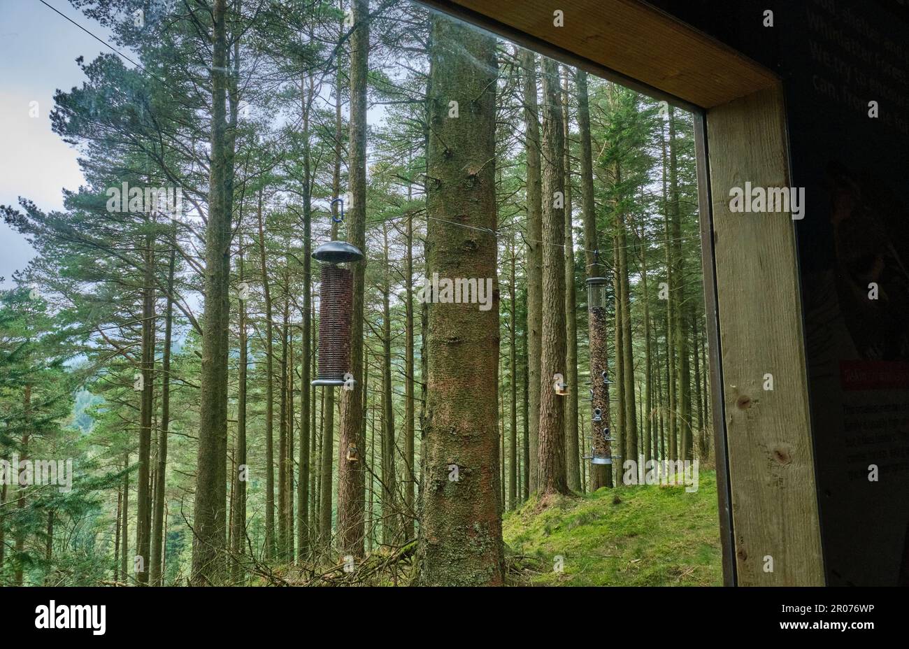 Gli uccelli che pendono, come si vede attraverso le finestre della fauna selvatica si nascondono sul Wow Trail al Whinlatter Forest Park vicino a Keswick, Lake District, Cumb Foto Stock