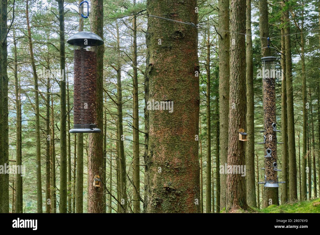 Gli uccelli che pendono, come si vede attraverso le finestre della fauna selvatica si nascondono sul Wow Trail al Whinlatter Forest Park vicino a Keswick, Lake District, Cumb Foto Stock